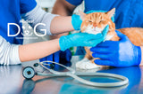 Veterinario a Domicilio Gatos CDMX Ciudad de Mexico Modest Dog Veterinaria
