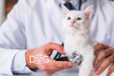 Veterinario a Domicilio Gatos CDMX Ciudad de Mexico Modest Dog Veterinaria