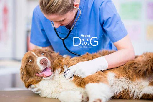 ¿Cómo Obtener el Certificado Médico Veterinario para Viajar con tu Mascota? Todo lo que Necesitas Saber