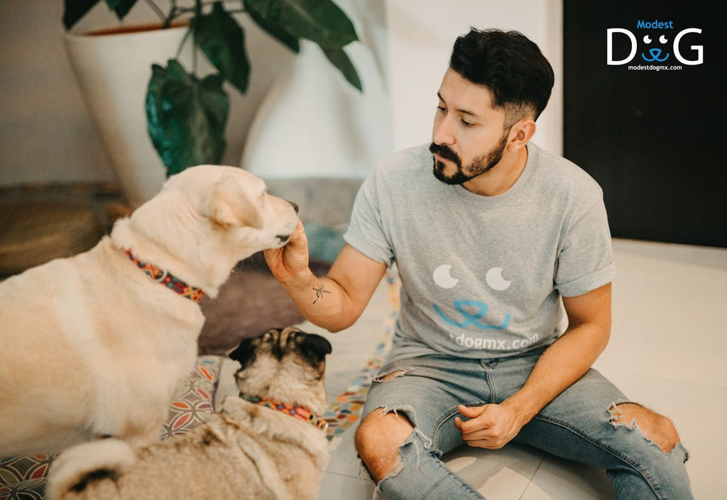 Certificado  Perro de Servicio Animal Mascota Canino: Mejorando la Vida Diaria con Modest Dog