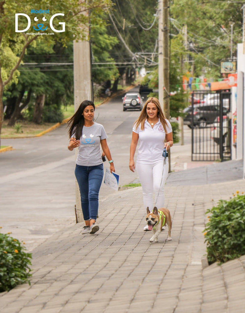 Adiestramiento Canino a Domicilio: Perros de Apoyo Emocional y Servicio en Cancún, Tulum, Playa del Carmen, Los Cabos, Puerto Vallarta y Acapulco - Modest Dog