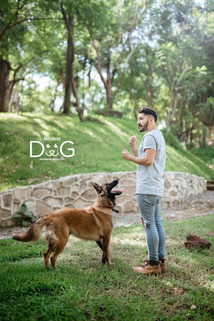 Octavio Abascal Lider Internacional en perros/animales de servicio, perros de apoyo emocional y  Adietramiento Canino en Positivo