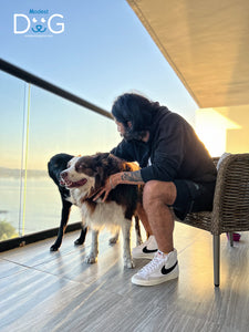 Modest Dog: Líder Global en Entrenamiento de Perros de Apoyo Emocional y Servicio