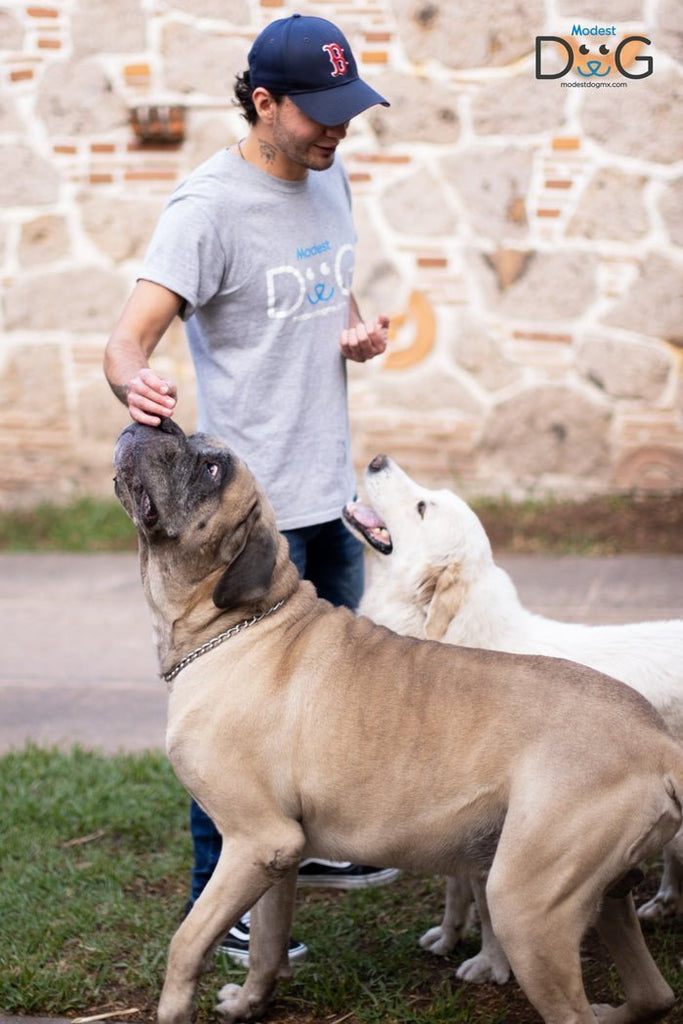 Modest Dog: Adiestramiento Canino a Domicilio y Servicios Veterinarios en México y América Latina