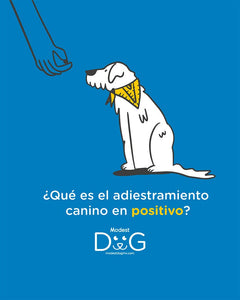 Buenas Practicas y Tips  ¿Que es  el Adiestramiento Canino en Positivo ? Metodología Desarrollada por Octavio Abascal  Fundador y CEO de Modest Dog