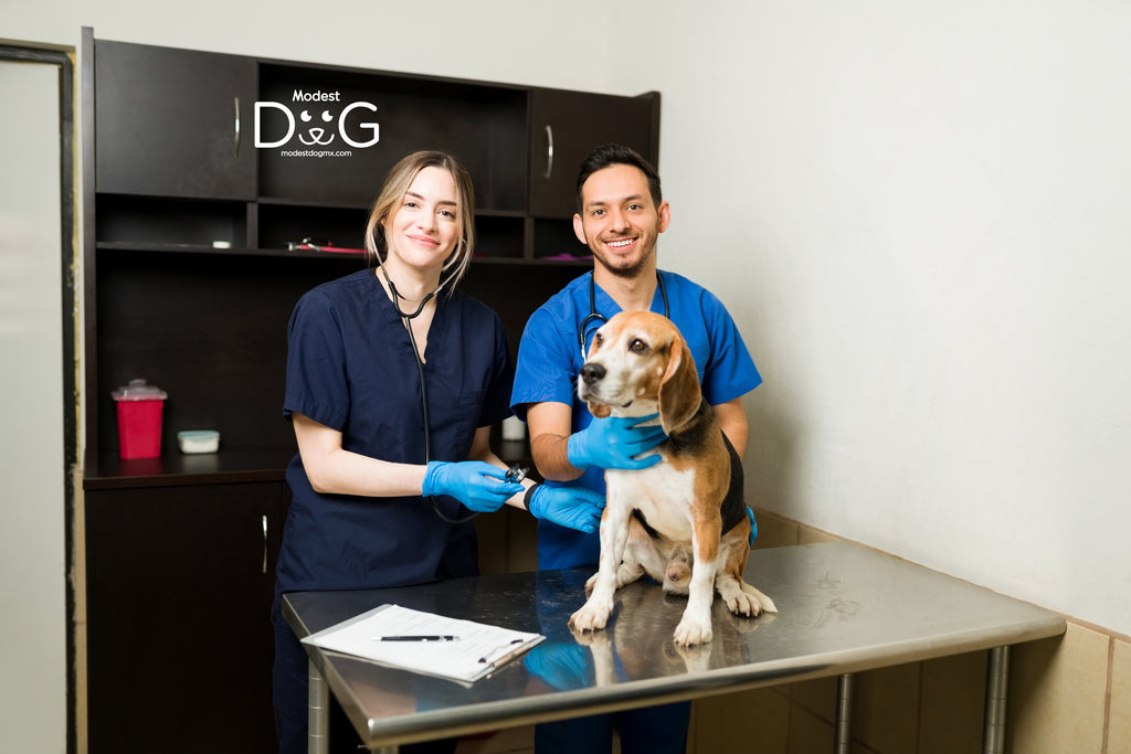 Obtén el Certificado Médico Veterinario para tu Animal de Servicio o Perro de Apoyo Emocional y Viaja Sin Preocupaciones Modest Dog