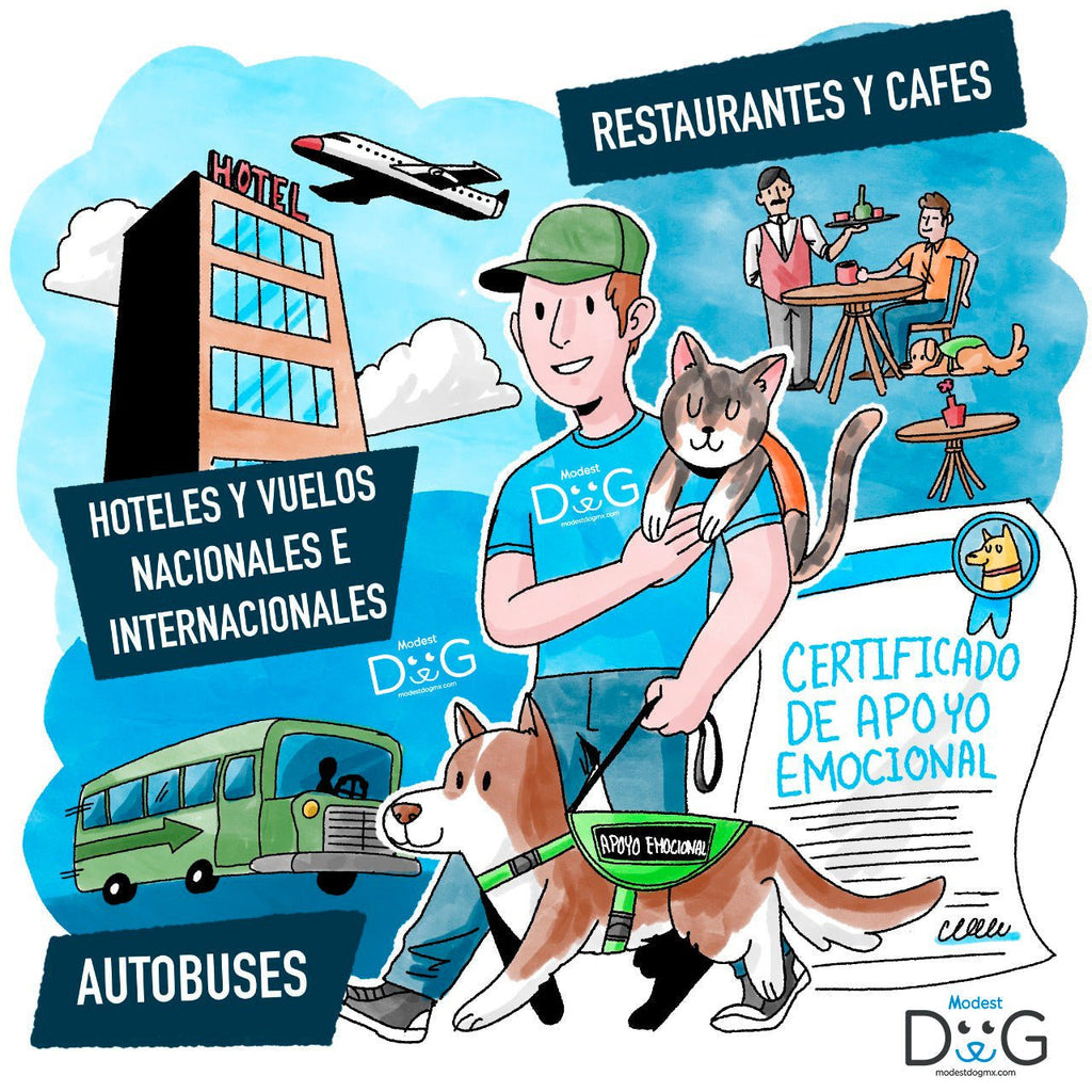 Modest Dog: La única escuela acreditada en México para entrenar y certificar perros de apoyo emocional y de servicio
