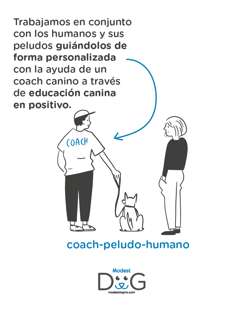 Nuestros Servicios: Entrenador de Perros a Domicilio CDMX - Gdl - Mty - QRO - VER - PUE - PV - CANCUN