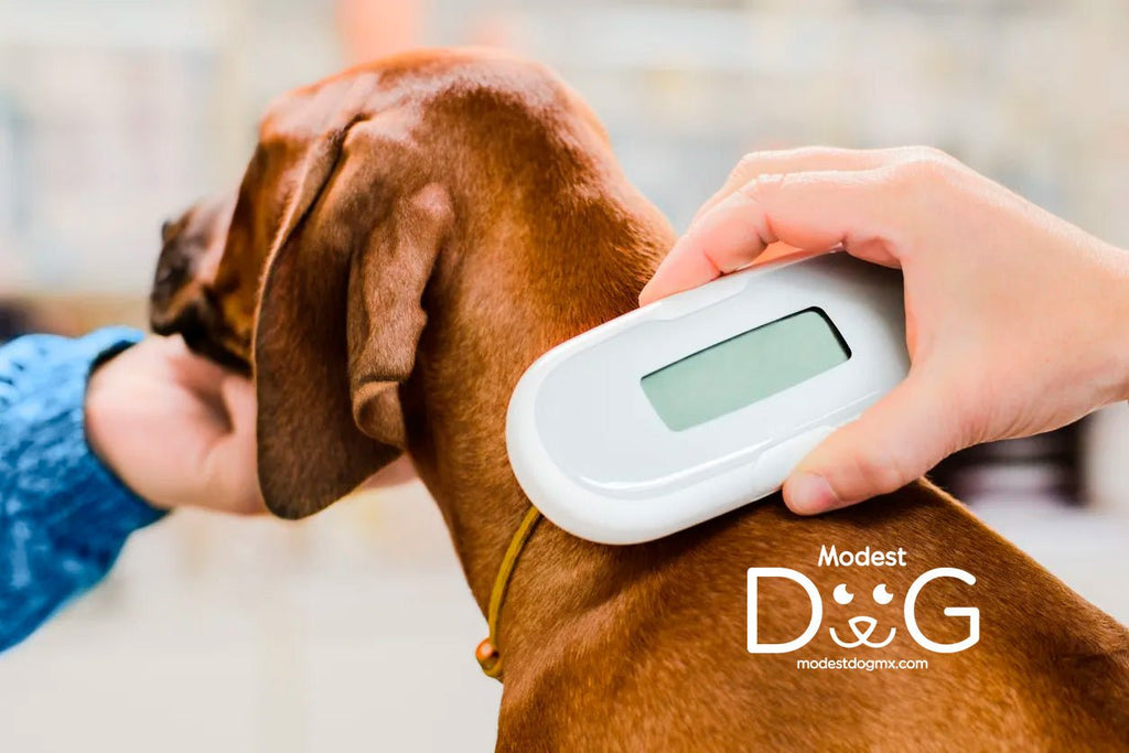 Microchip para Perros: La Importancia de la Identificación y Seguridad para tu Mejor Amigo Veterinario a Domicilio Mexico