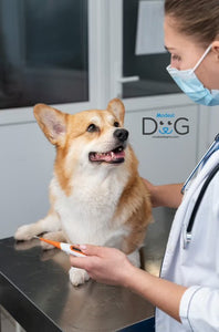 Problemas de Salud Comunes en Cachorros: ¿Cómo Identificarlos y Tratarlos?