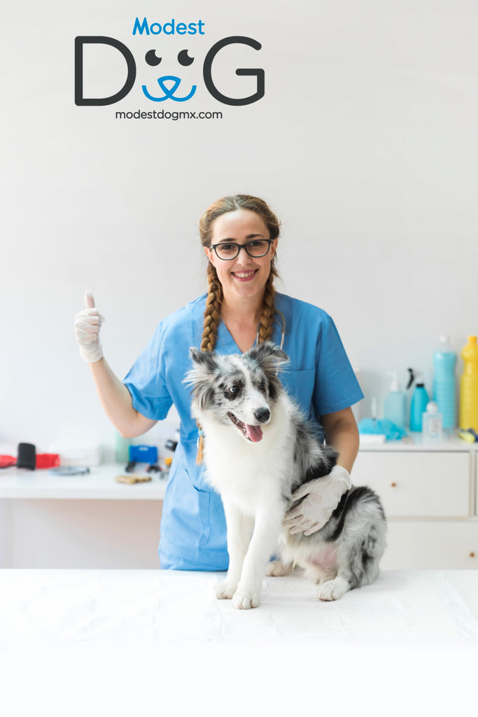 Veterinario a Domicilio 24/7 en México para Perros y Gatos Hospital para Mascotas