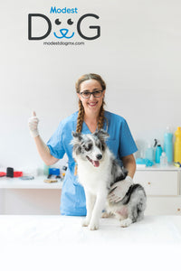 Veterinario a Domicilio 24/7 en México para Perros y Gatos Hospital para Mascotas