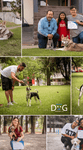 Curso Para Entrenadores de Perros Certificación Con Validez Internacional Adiestrador Canino en Sonora