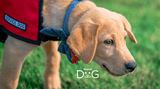 Arnés Chaleco para Perro de Servicio Pechera Service Dog Monterrey – Modest Dog