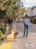 Taller Peluditos Adoptados Adaptacion/Guia/Educacion/ Dia del Perro