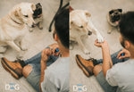 Adiestramiento Canino a Domicilio  CDMX  Ciudad de Mexico - MTY - QRO - GDL - VER - PUE - entrenador de perros  zapopan  monterrey queretaro veracruz puebla  PROMOCION Basico + Avanzado Top Service/Best Choice Modest Dog