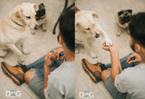 Kit+ Curso Adiestramiento Canino en Positivo Online