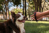 Kit+ Curso Adiestramiento Canino en Positivo Online