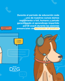 Adiestramiento Canino Queretaro Modest Dog  CDMX, Zapopan, Veracruz, Puebla  , Mty Curso Básico Adulto Adiestramiento Canino en Positivo A Domicilio