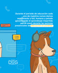 Dog Training Cancun Playa del Carmen  Puerto Vallarta Acapulco Los Cabos  Dog Trainer Punta Mita Tulum Modest Dog